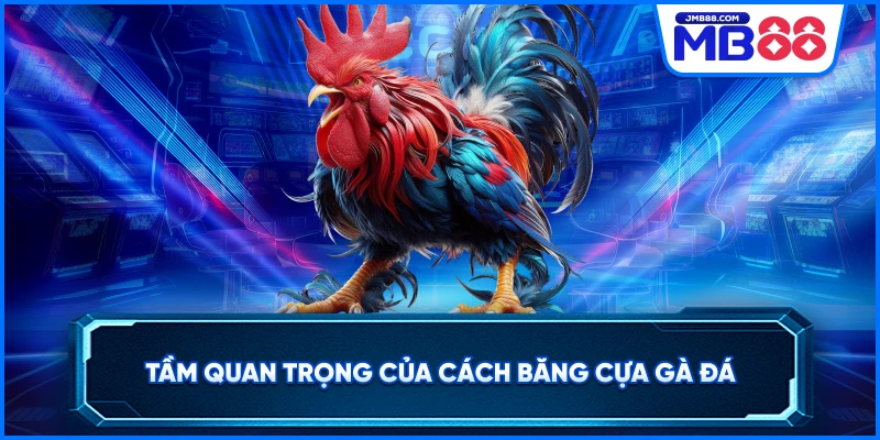 Tầm quan trọng của cách băng cựa gà đá